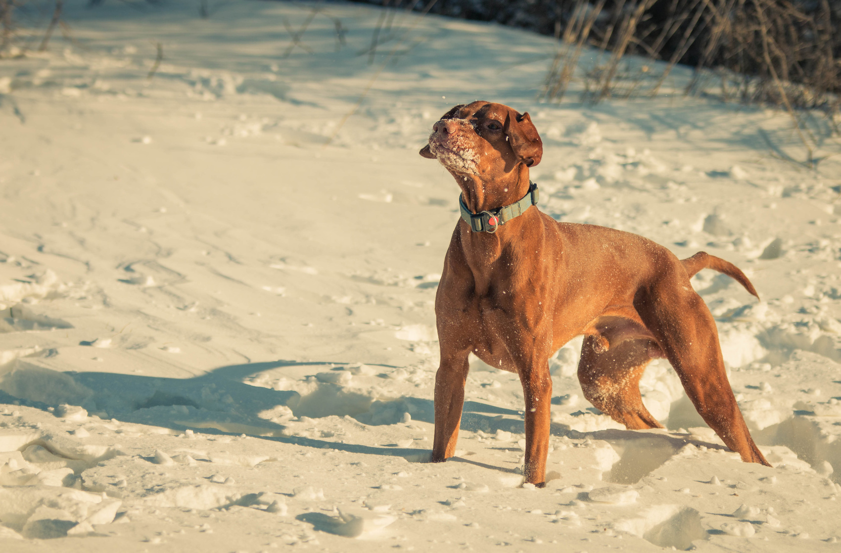 Ein Hund der Rasse Magyar Vizsla; Kurtz Detektei Düsseldorf, Privatdetektiv in Düsseldorf, Privatdetektei Düsseldorf